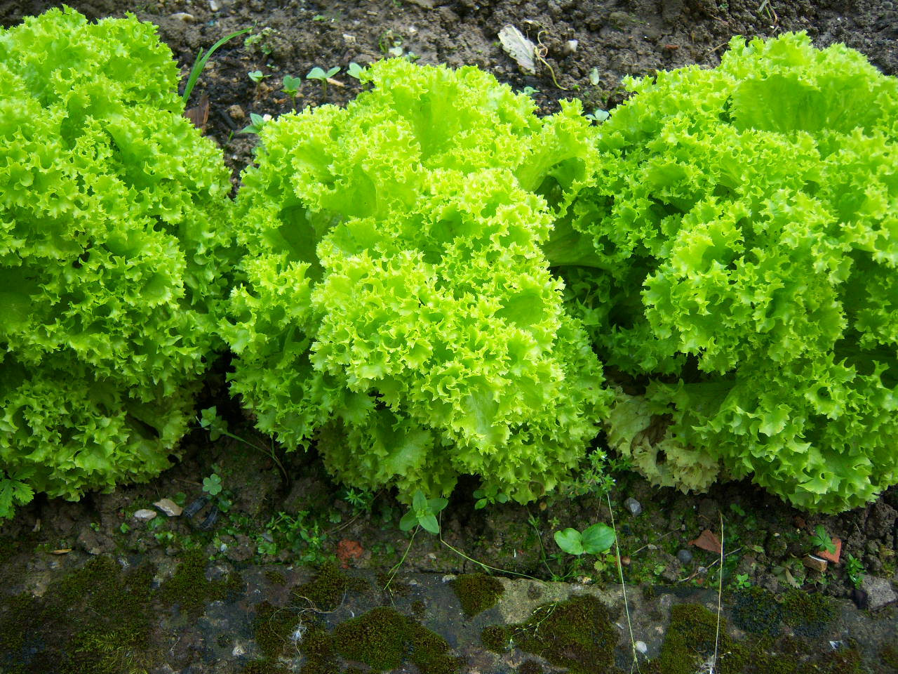 LATTUGA WHITE SALAD BOWL 2000 SEMI